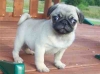 Champion-Pug-puppy-for-sale