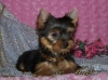 Tiny-Yorkie-Puppy-Free-to-Good-Homes